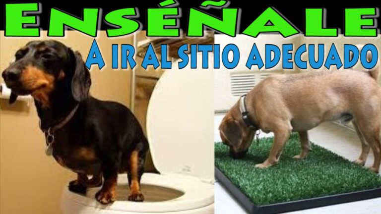 Domina rápido el arte de enseñar a un cachorro a hacer pipí