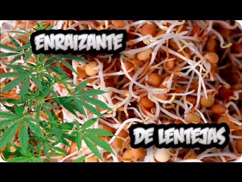 Descubre cómo hacer líquido enraizante casero en solo 3 pasos