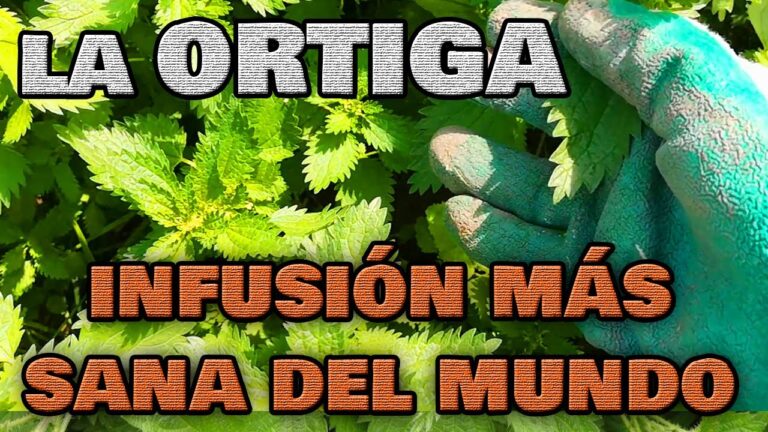 Como hacer agua de ortiga