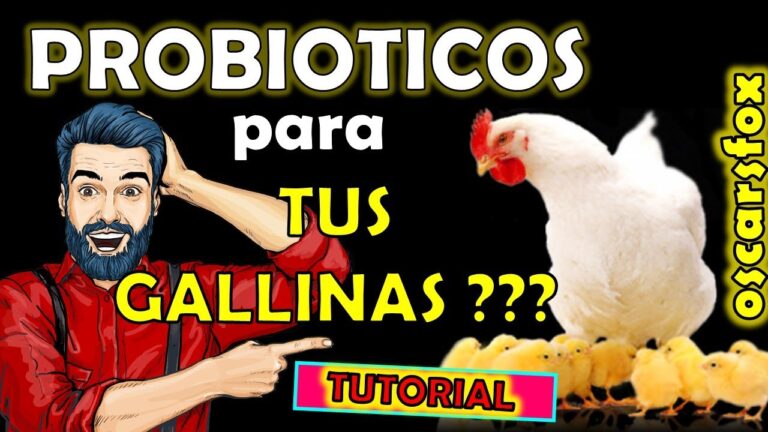 Como hacer probióticos para pollos