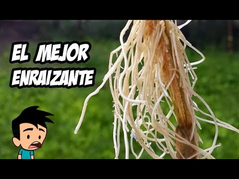 Como hacer enraizador casero