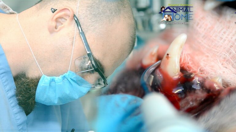 Descubre cómo dar una limpieza dental perfecta a tu perro