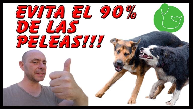 Aprende cómo hacer que tu perro obedezca en 5 sencillos pasos