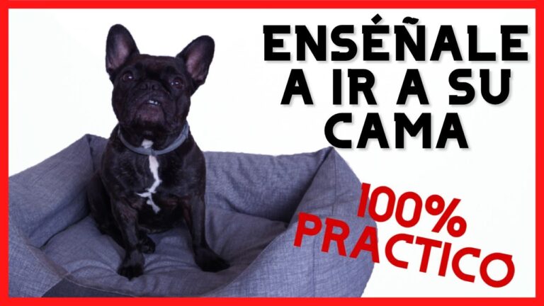 Aprende en 5 pasos cómo hacer que tu cachorro duerma solo