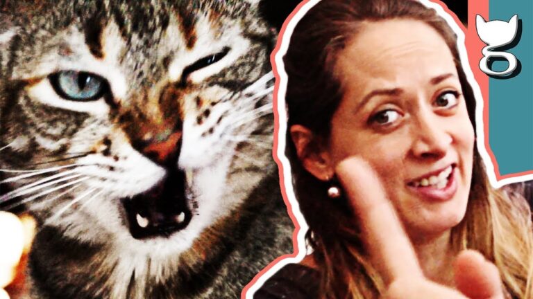 Aprende cómo hacer que tu gata te adore en 5 sencillos pasos