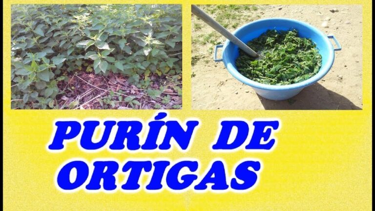 Aprovecha las plantas: Cómo hacer purín de ortiga seca en casa