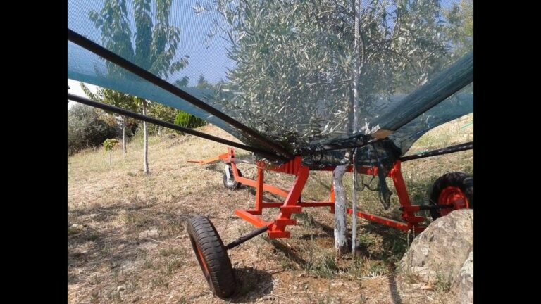 Cosecha tus aceitunas con estilo: aprende a hacer un paraguas recolector
