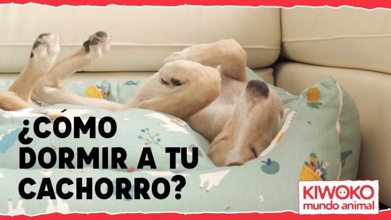 Aprende a hacer dormir a tu cachorro toda la noche en sencillos pasos