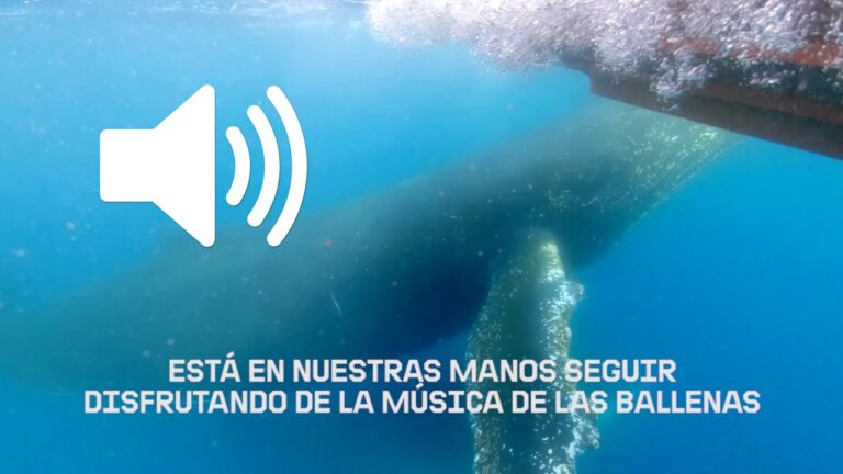 ¿Curioso por saber? Descubre el nombre del sonido de las ballenas en este artículo