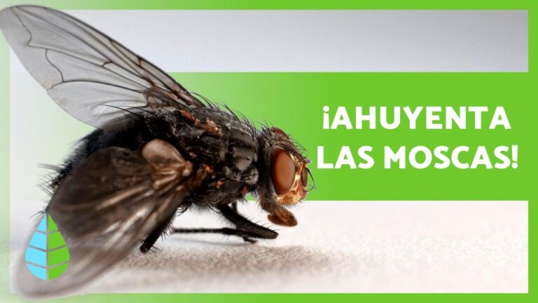 Métodos efectivos para evitar las moscas en casa ¡adiós a las incomodidades!
