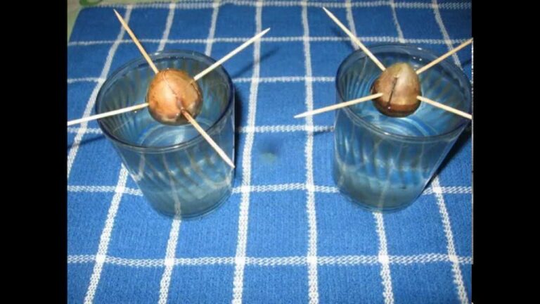 ¡Descubre el truco para hacer que tu aguacate nazca en casa!