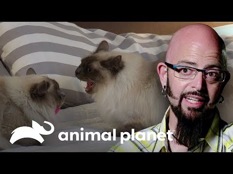 Aprende a hacer un bozal para controlar a tu gato