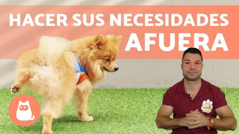 Aprende cómo hacer que tu perro orine afuera en solo 5 pasos