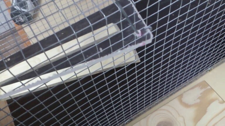 Atrapa a los gatos callejeros: Cómo hacer una jaula trampa en 5 pasos