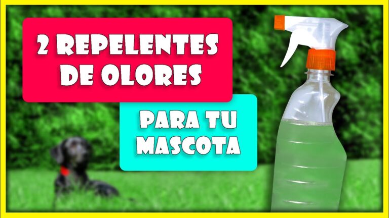 Evita accidentes: aprende c&oacute;mo hacer que los perros no orinen en casa