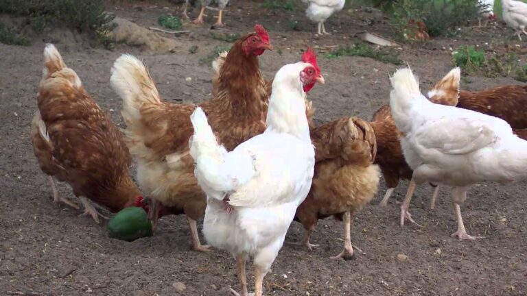 &iquest;Sabes c&oacute;mo se llama el sonido que hace la gallina? &iexcl;Desc&uacute;brelo aqu&iacute;!