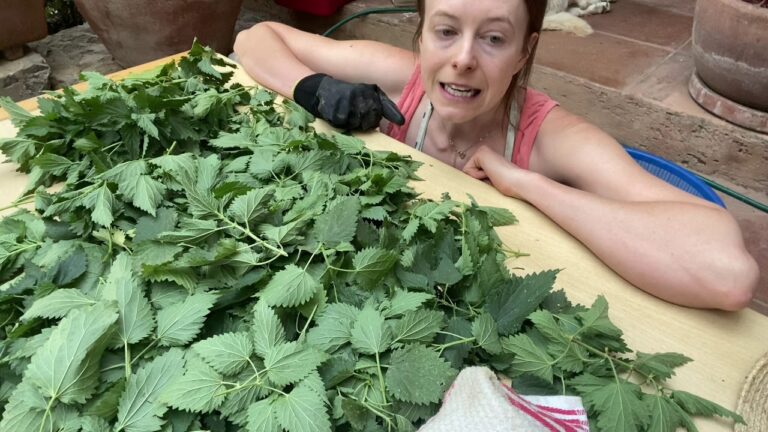 Aprende a preparar una poderosa infusi&oacute;n de ortiga verde en casa