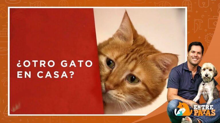 Domina la convivencia felina: aprende cómo hacer que un gato acepte a otro