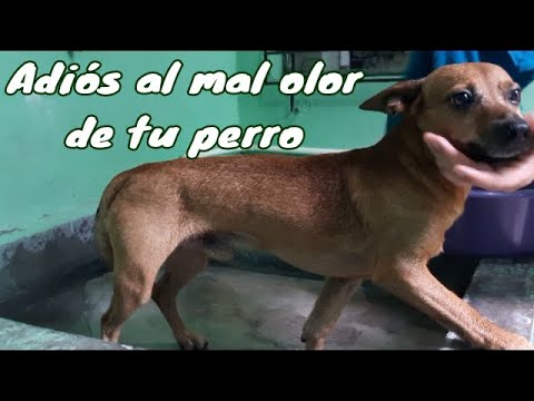 Adiós al olor: Descubre cómo eliminar el mal olor de tu perro en casa