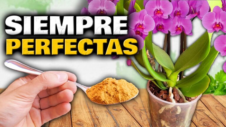 Consejos para hacer florecer tus orquídeas en casa