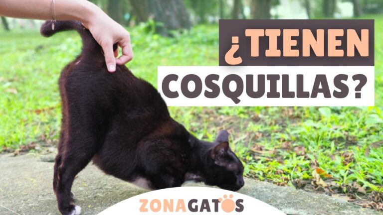 ¡Descubre cómo hacer cosquillas a tu gato y hazle feliz!