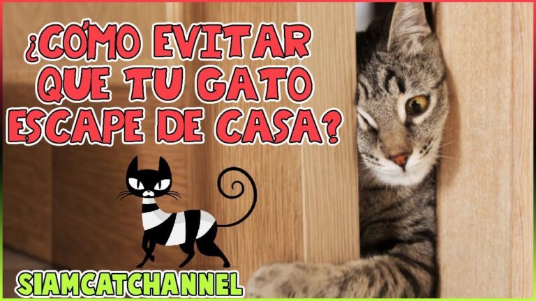 Aprende cómo retener a tu gato dentro de casa: Consejos y trucos efectivos