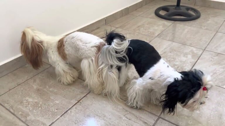 El sorprendente proceso de reproducción canina: ¿Cómo hacen los perros para tener hijos?