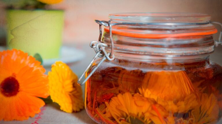 Aprende a crear aceite de caléndula en tu hogar: fácil y económico