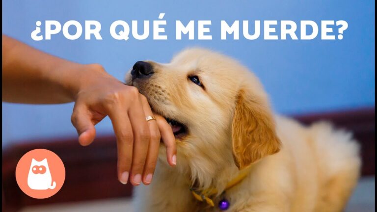 Domina a tu perro: evita mordeduras en tus manos