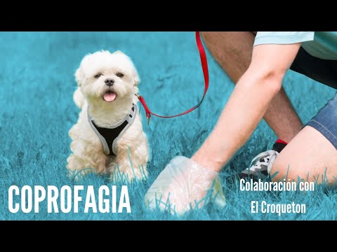 Evita el asqueroso hábito: soluciones para que tu perro no coma popo