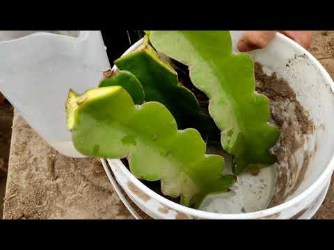 Aprende a cultivar pitayas en casa: cómo hacer esquejes.