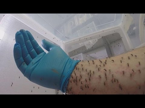 Domina al mosquito: Aprende cómo evitar que te piquen en 5 pasos