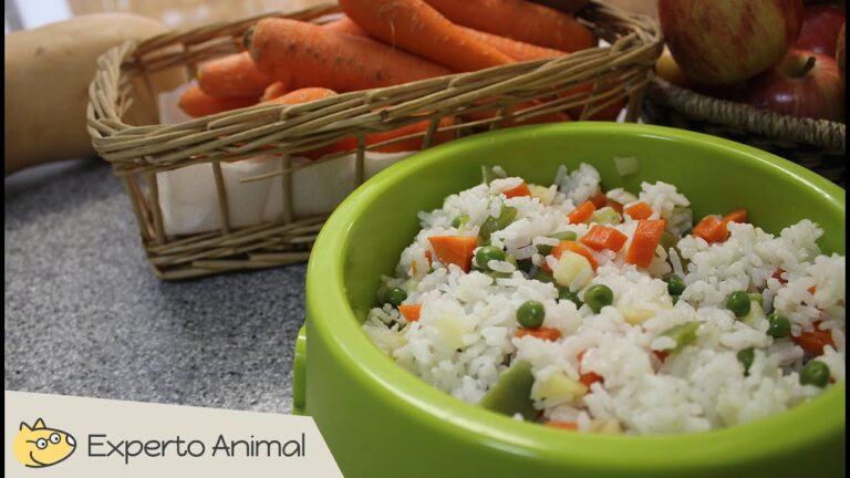 Aprende cómo hacer arroz hervido para perros y mejora su salud