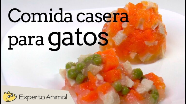 Aprende a preparar la comida ideal para gatos en casa en 5 pasos