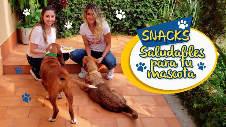 Snacks saludables para perros: aprende a hacerlos en casa