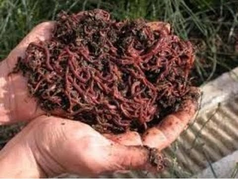 Descubre el secreto para obtener lombrices y hacer tu propio humus