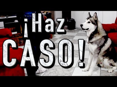 Descubre cómo hacer que tu husky te haga caso en solo unos pasos