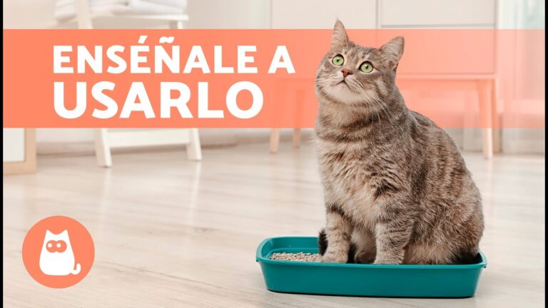 Descubre c&oacute;mo lograr que tu gato use el arenero de forma efectiva