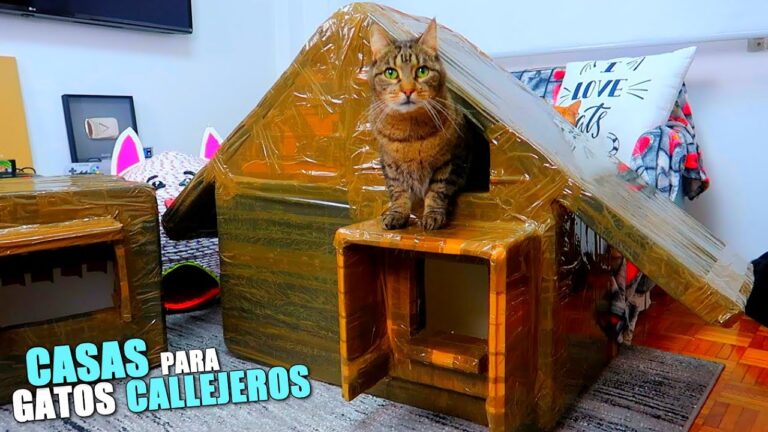 Guía práctica: Cómo hacer una casa acogedora para gatos callejeros