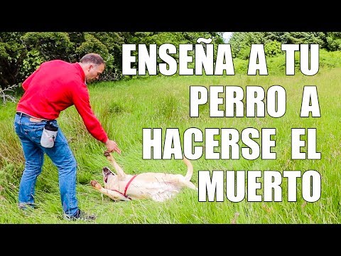 Descubre cómo enseñar a tu perro a jugar muerto y sorprende a todos