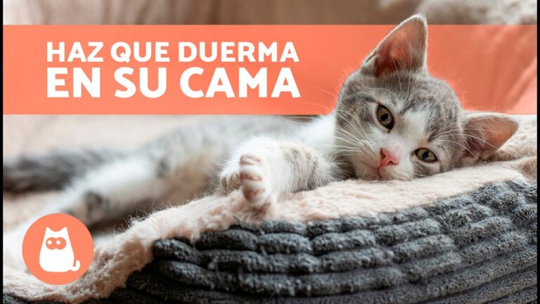 Descubre los secretos para lograr que tu gato ame su cama