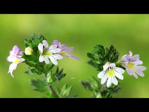 Descubre cómo hacer un colirio casero de eufrasia: ¡alivia tus ojos de forma natural!