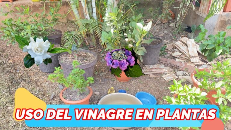 Secretos para lograr una tierra ácida que potencie el crecimiento de tus plantas