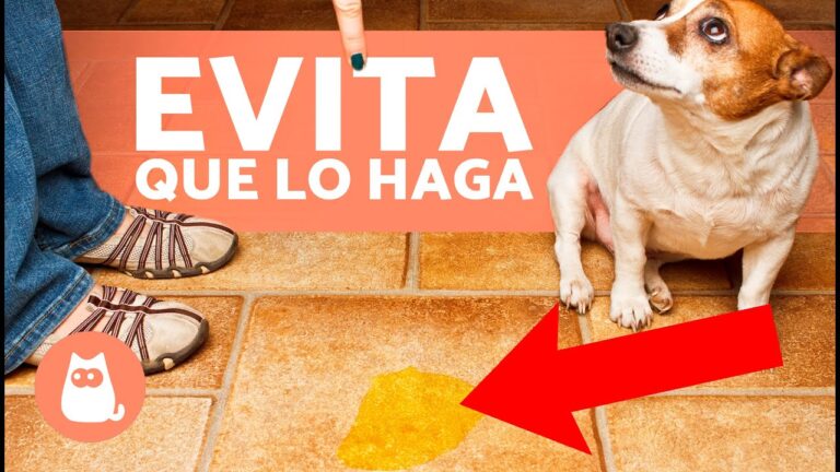 Domesticando al perro: c&oacute;mo evitar que orine en casa