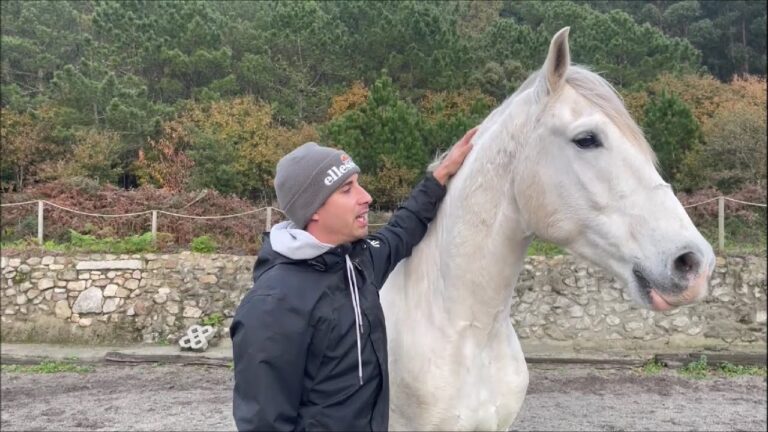 Conviértete en su mejor amigo equino: cómo hacer que un caballo te quiera