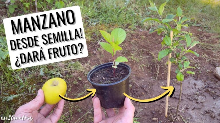 Descubre cómo hacer crecer un manzano y disfruta de tu propio huerto