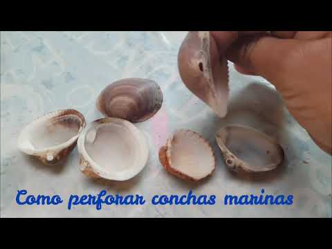 Descubre el arte de perforar conchas marinas de forma fácil y creativa
